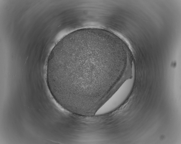 X0000096391383200802071526