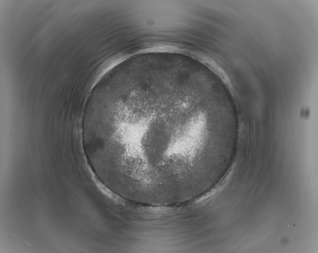 X0000096391425200802071526