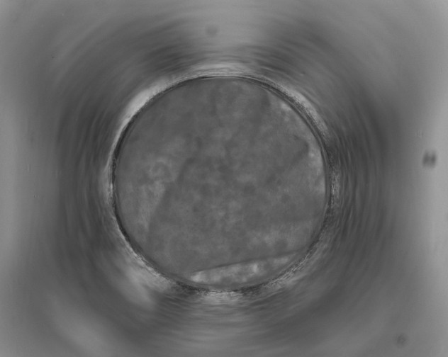 X0000096391466200802071525