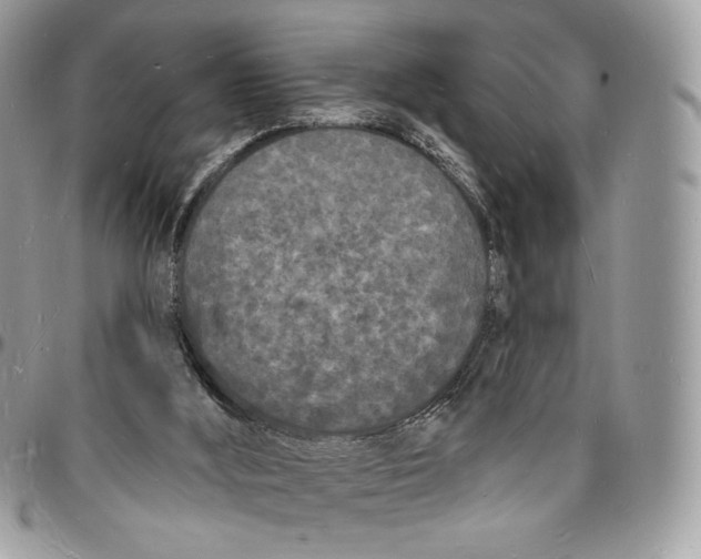 X0000096390012200802141506