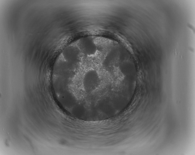 X0000096390018200802141505