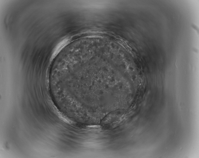 X0000096390053200802141504