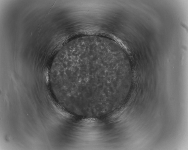 X0000096390069200802141505