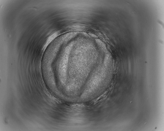 X0000096390099200802141504