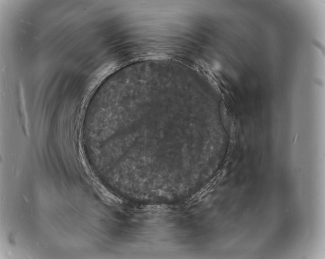 X0000096390145200802141503