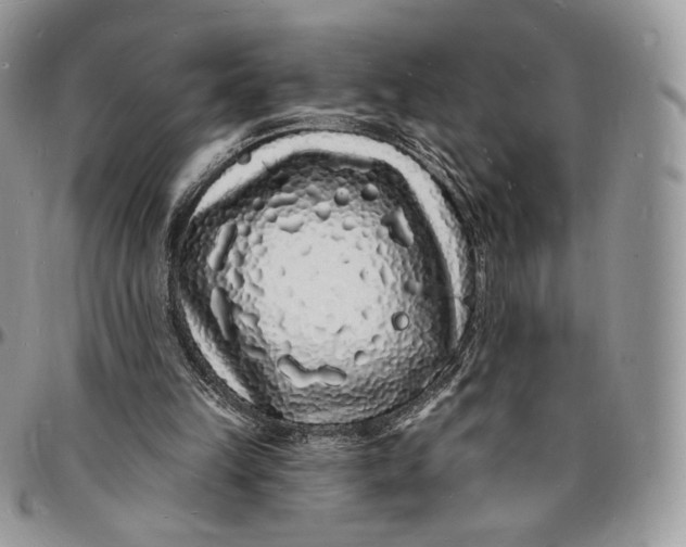 X0000096390149200802141503