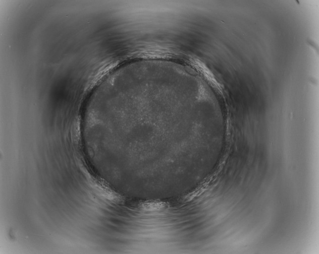 X0000096390202200802141503