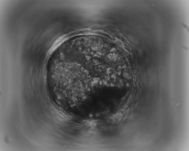 X0000096390295200802141502