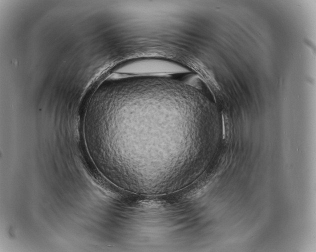 X0000096390300200802141501