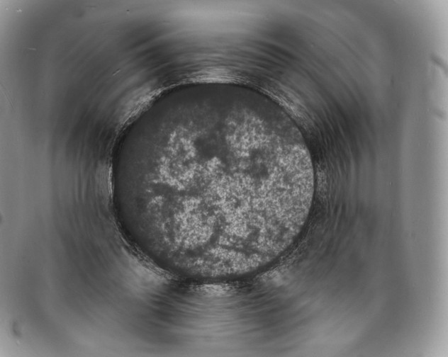 X0000096390302200802141501