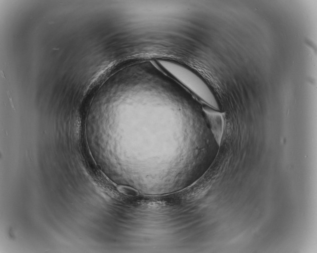 X0000096390304200802141501