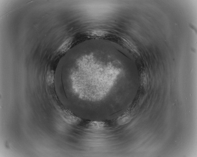 X0000096390328200802141501