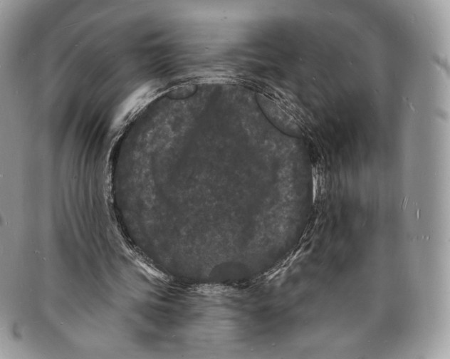 X0000096390339200802141500