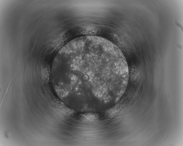 X0000096390370200802141501