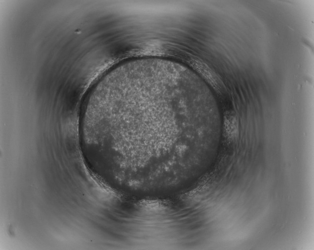 X0000096390534200802141457