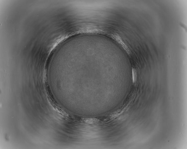 X0000096390579200802141457