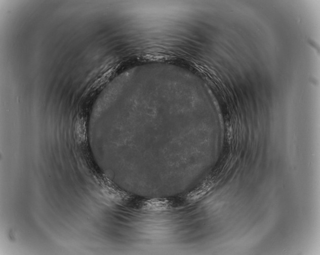 X0000096390606200802141456