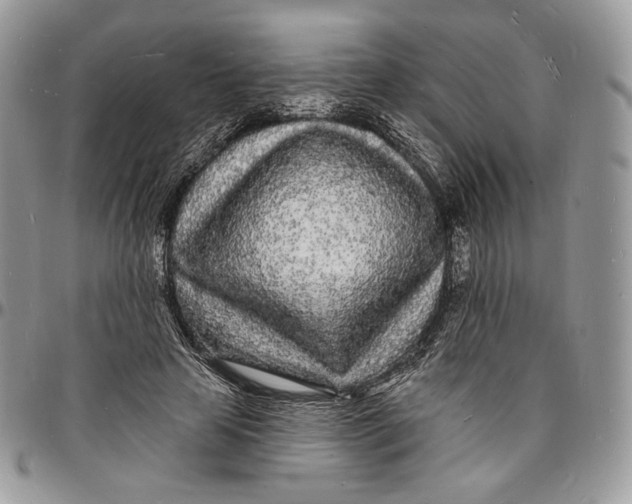 X0000096390641200802141456