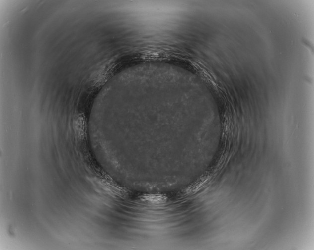 X0000096390659200802141456