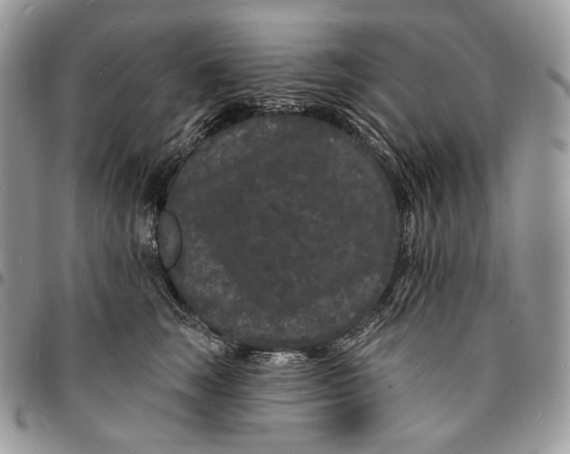 X0000096390663200802141456