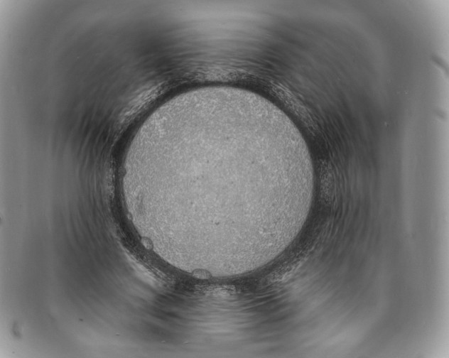X0000096390683200802141455