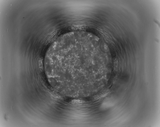 X0000096390699200802141455