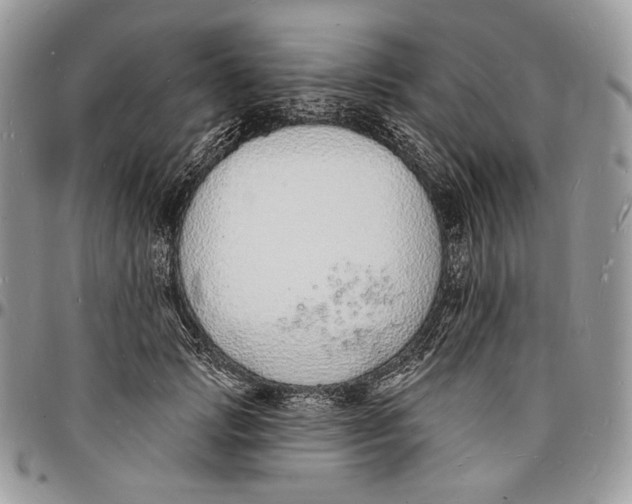 X0000096390749200802141455