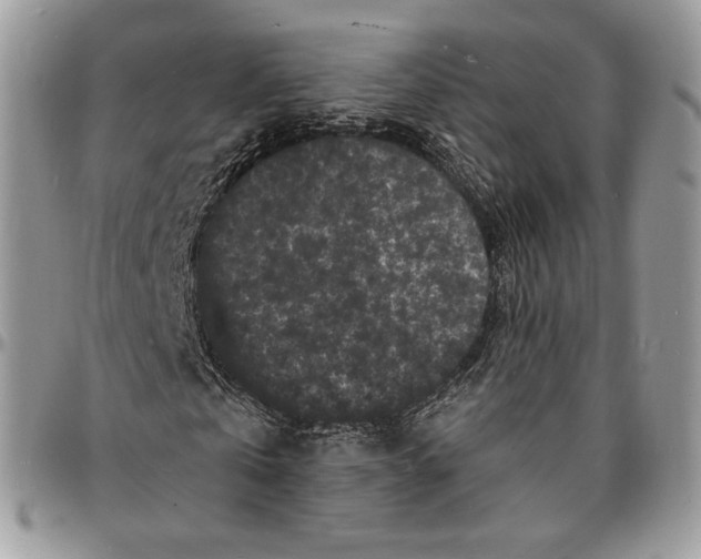 X0000096390769200802141454