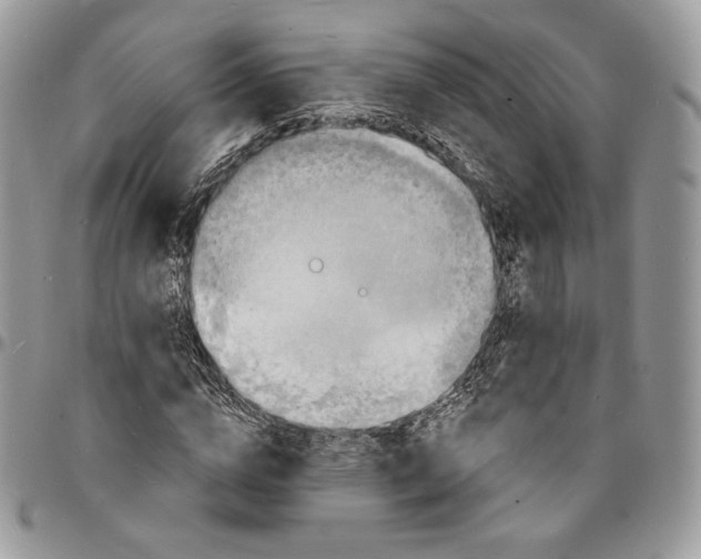X0000096390824200802141453