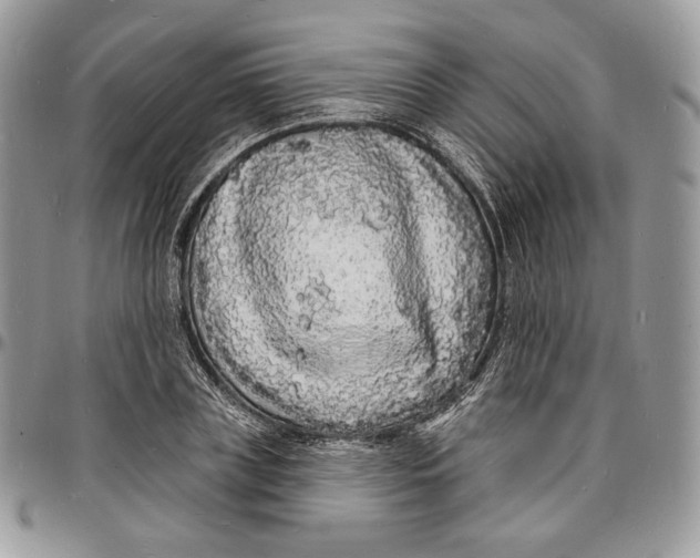 X0000096390835200802141453
