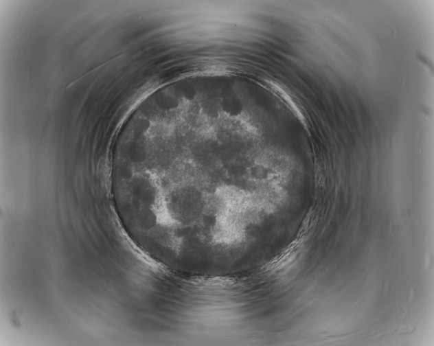 X0000096390851200802141453