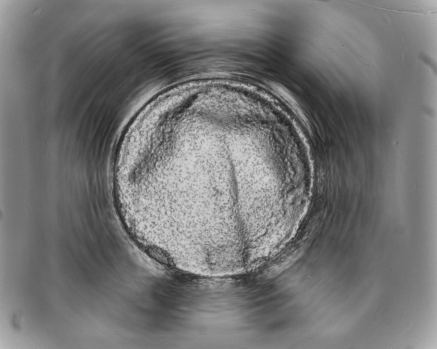 X0000096390859200802141453