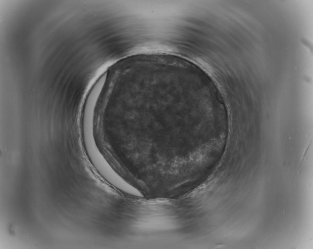 X0000096390864200802141453
