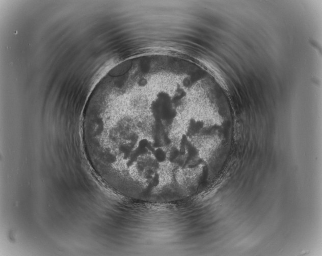 X0000096390899200802141452