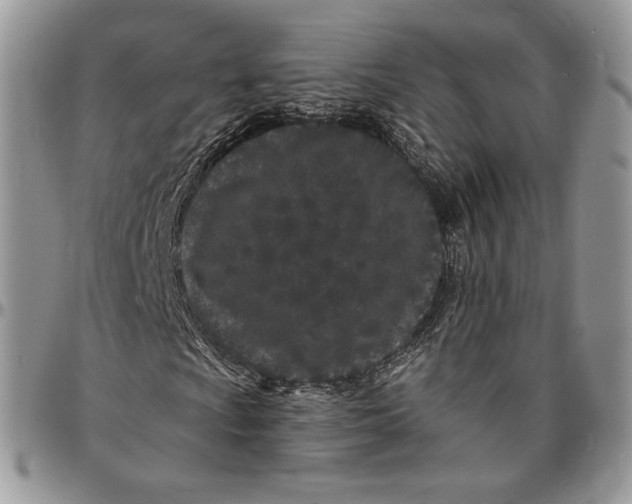 X0000096391009200802141450
