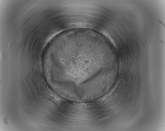 X0000096391019200802141450