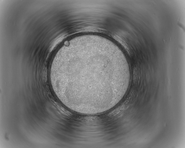 X0000096391067200802141450