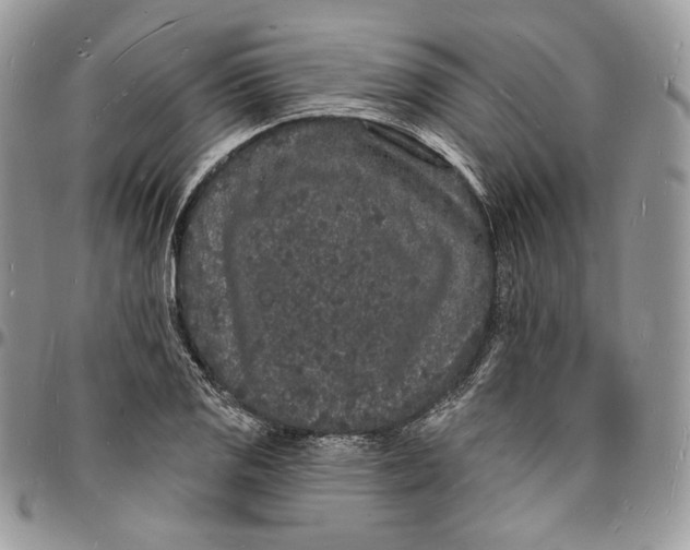 X0000096391125200802141449