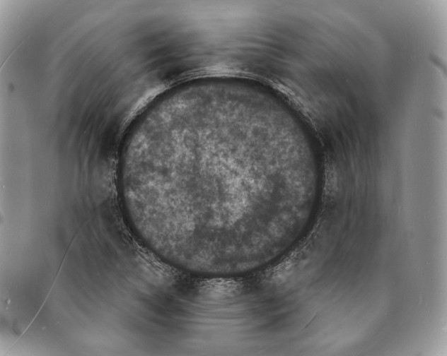 X0000096391314200802141445
