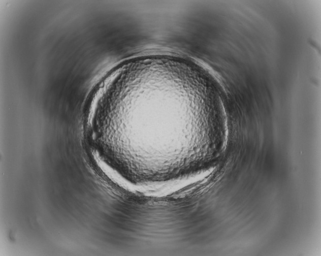 X0000096391415200802141444