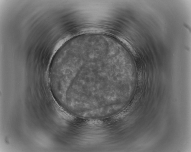 X0000096391466200802141443