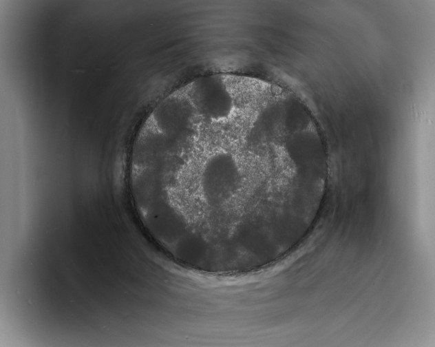 X0000096390018200802211152