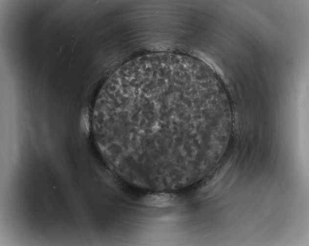 X0000096390069200802211151