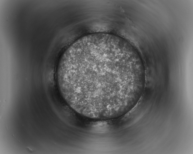 X0000096390162200802211149