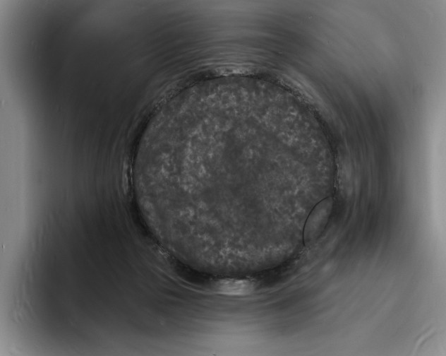 X0000096390169200802211149