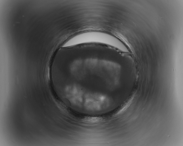 X0000096390205200802211149