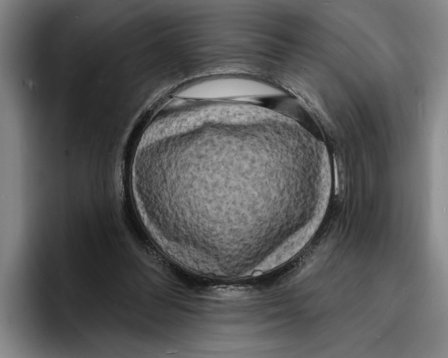 X0000096390300200802211148