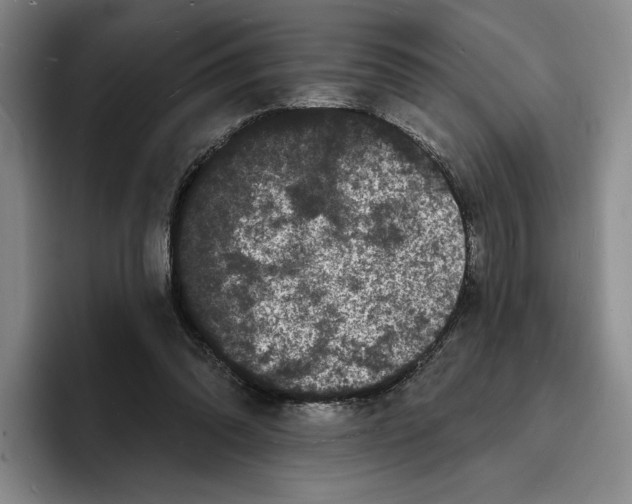 X0000096390302200802211148