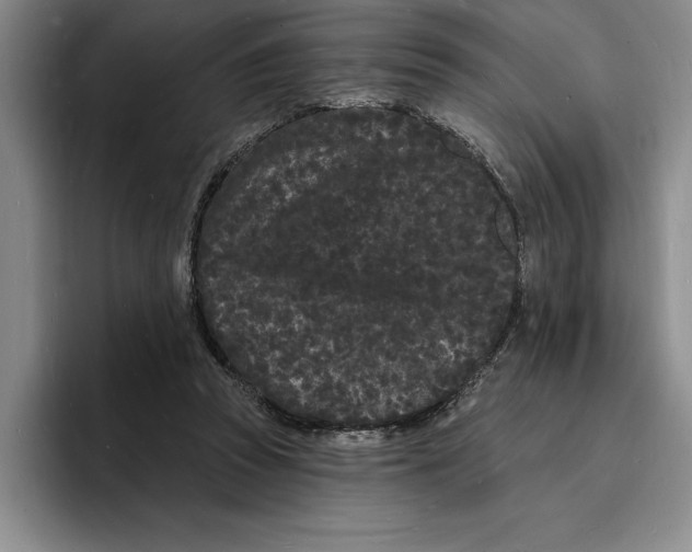 X0000096390353200802211147
