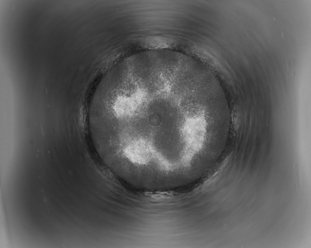 X0000096390359200802211147